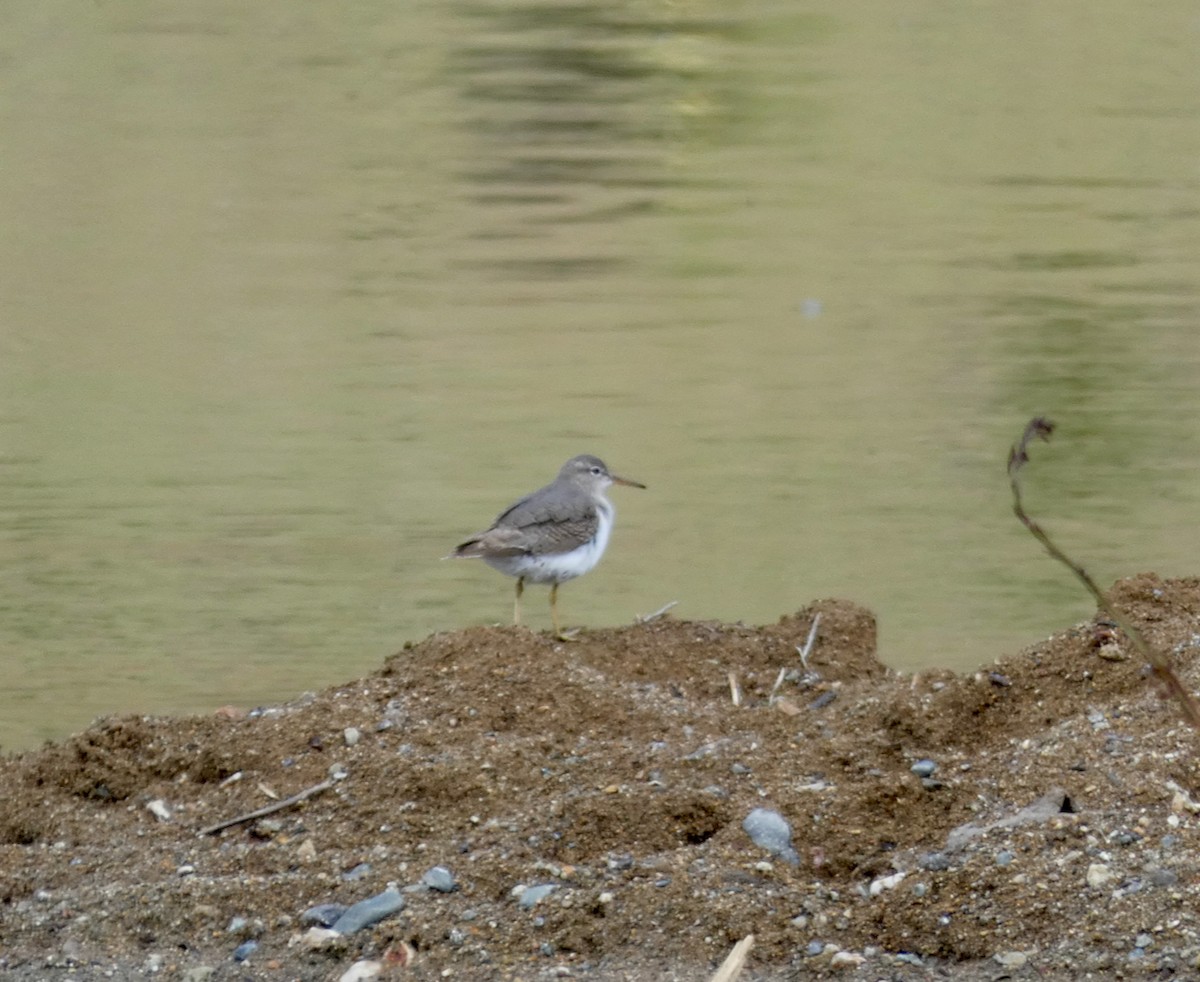 Spotted Sandpiper - Mary Jane Gagnier