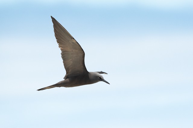 Brown Noddy