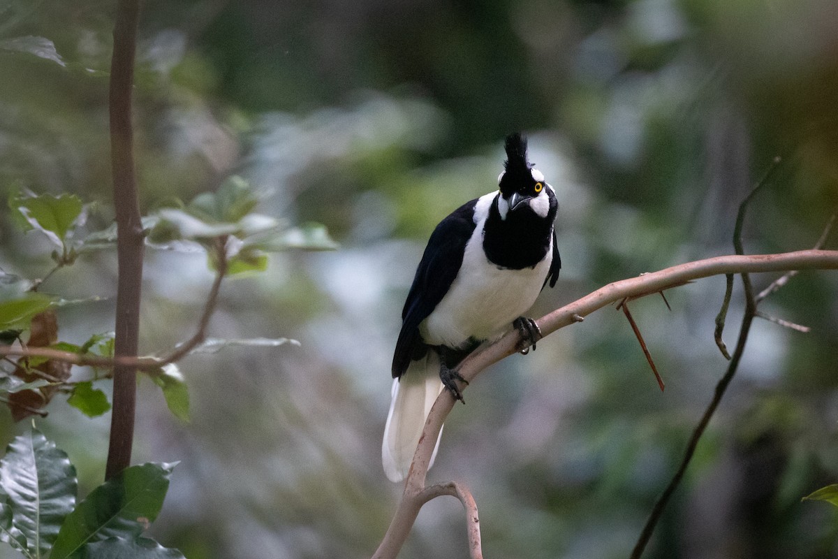 Tufted Jay - Anonymous