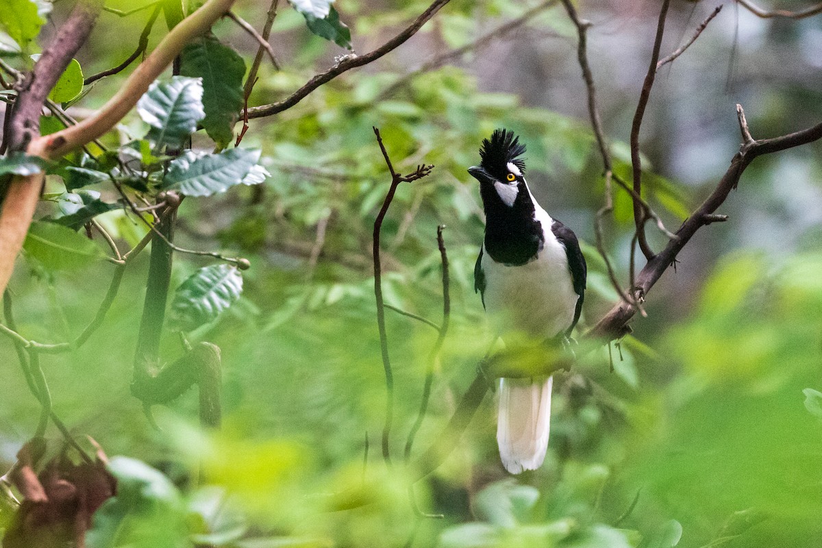 Tufted Jay - Anonymous