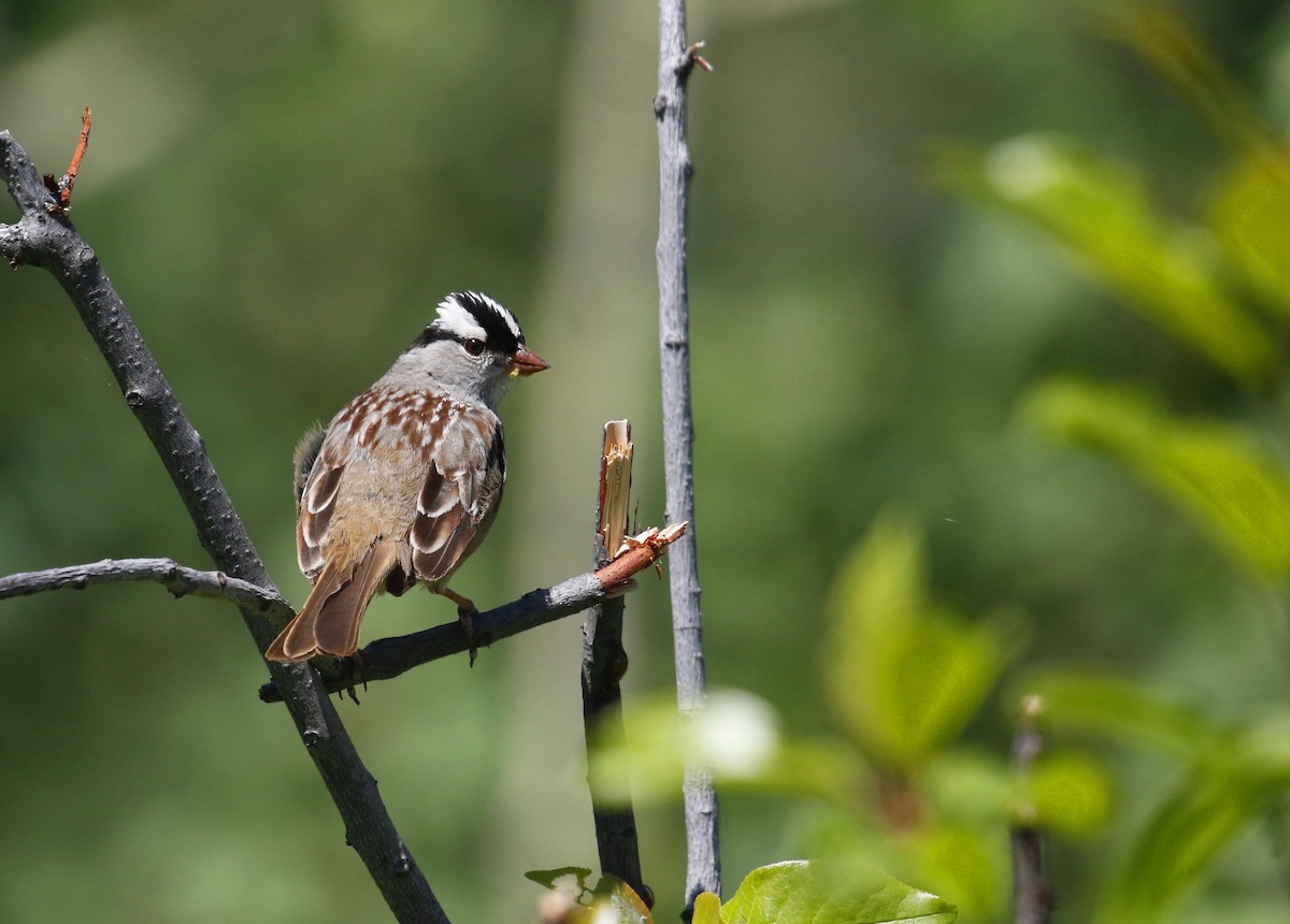 White-crowned Sparrow (Dark-lored) - ML363183421