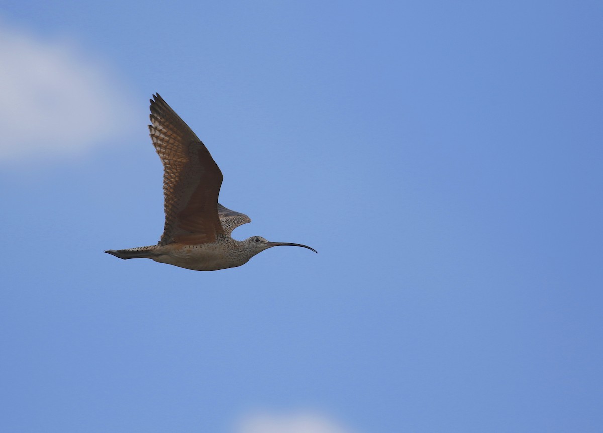 Long-billed Curlew - ML363186161