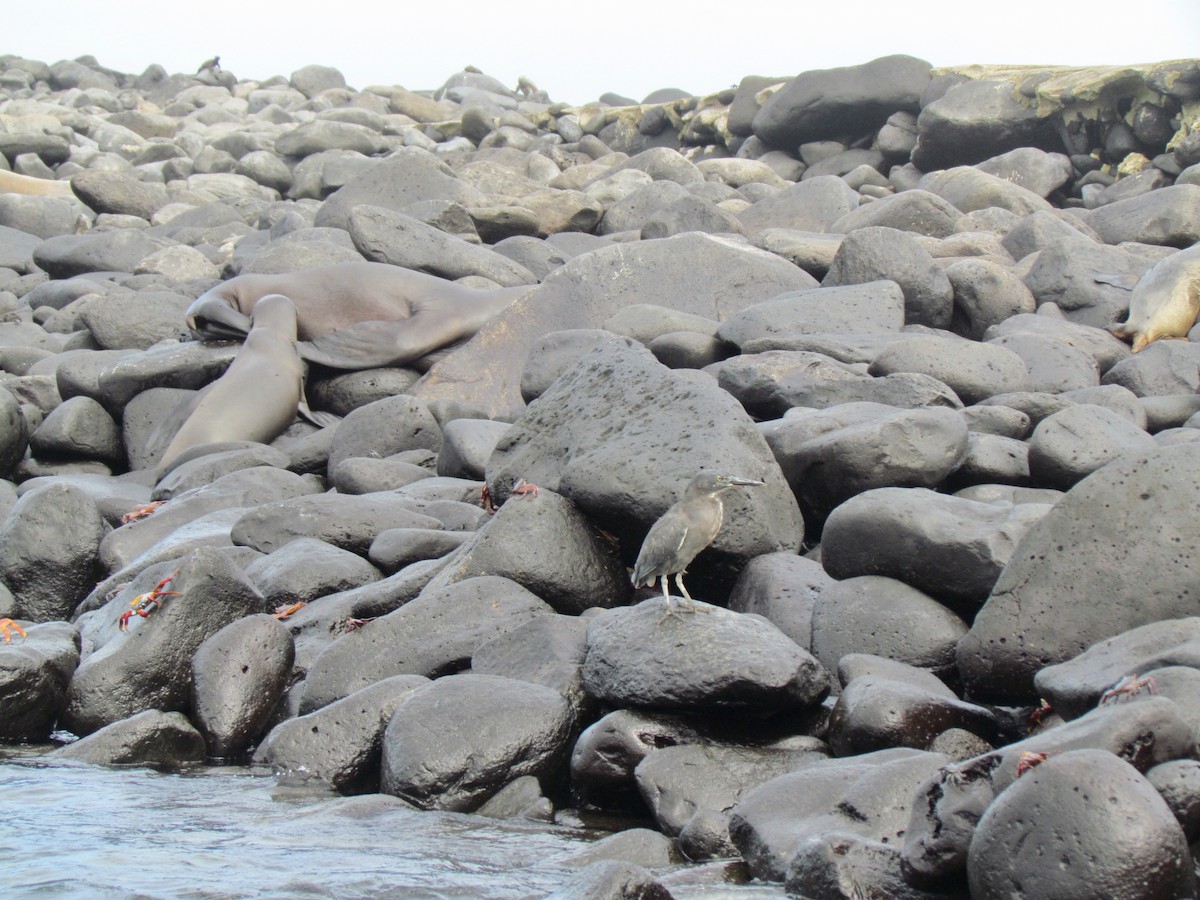 Striated Heron (Galapagos) - ML363194401