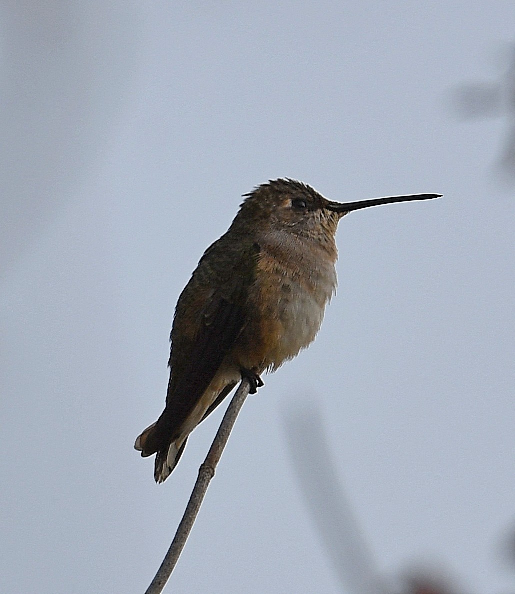 Rufous Hummingbird - ML363197171