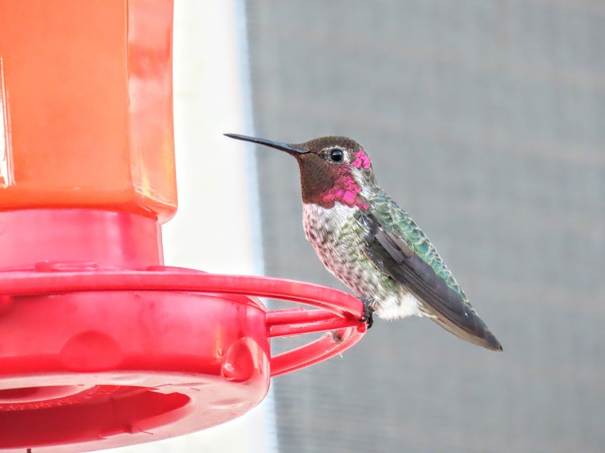 Anna's Hummingbird - ML363198321
