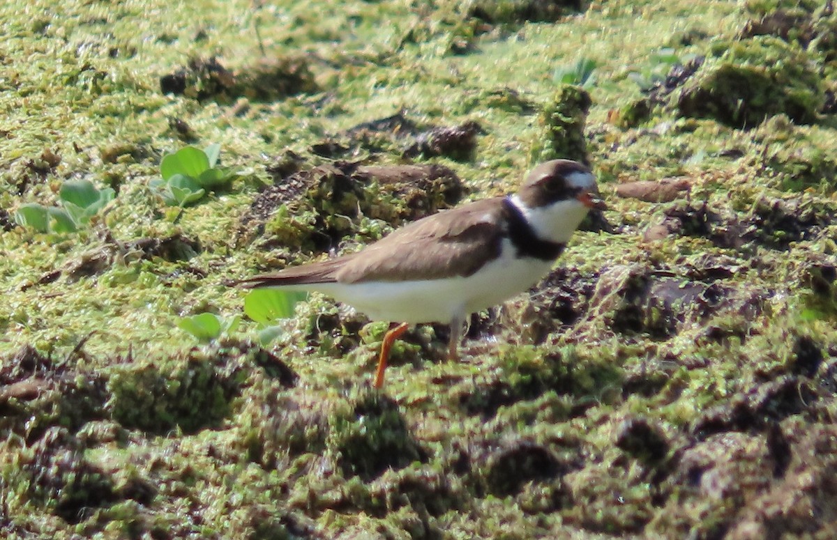 Semipalmated Plover - ML363202141