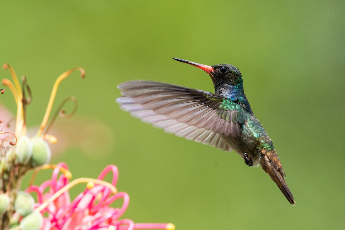 kolibřík savanový - ML363202811