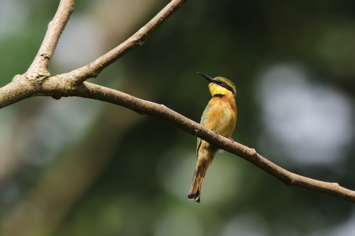 Little Bee-eater - ML363202991