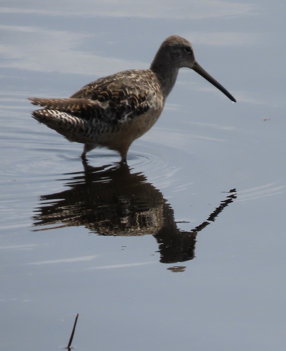 Long-billed Dowitcher - Cathy Olson