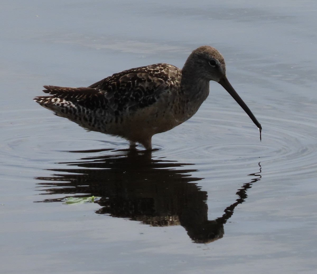 Long-billed Dowitcher - ML363203561