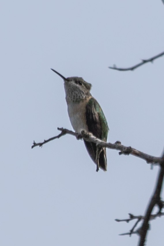 Calliope Hummingbird - ML363204291