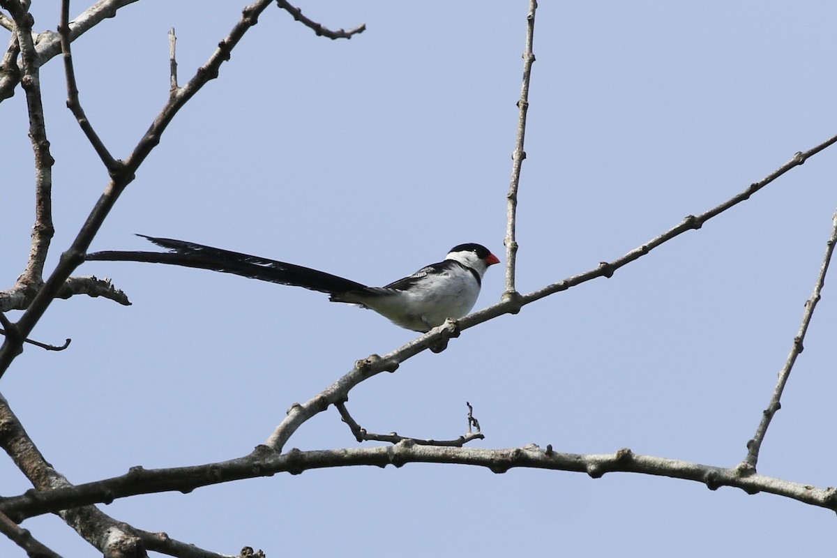 Pin-tailed Whydah - ML363205521