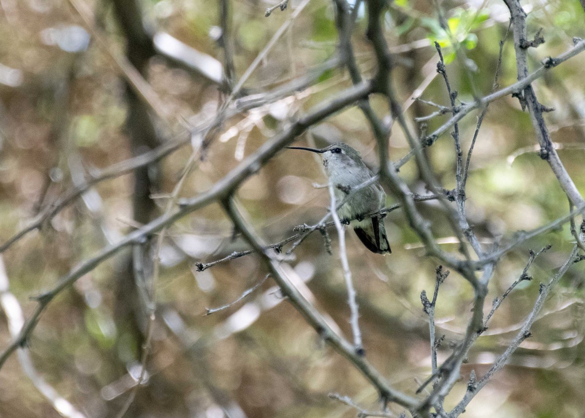 Costa's Hummingbird - ML363206291