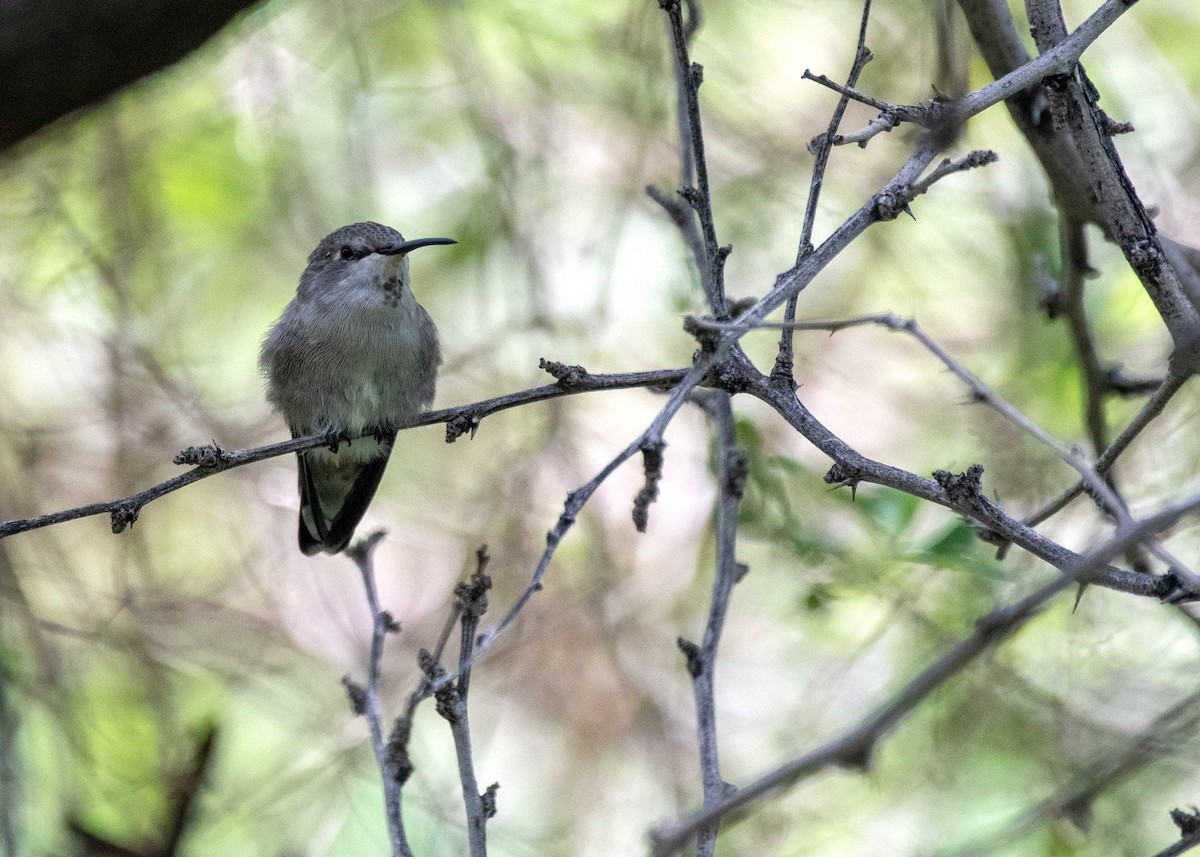 Costa's Hummingbird - ML363206301