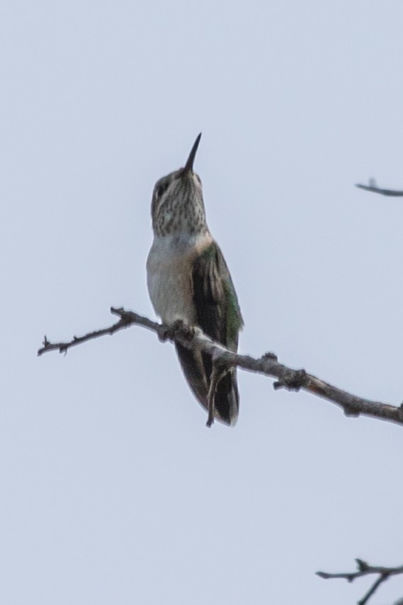 Calliope Hummingbird - ML363206441