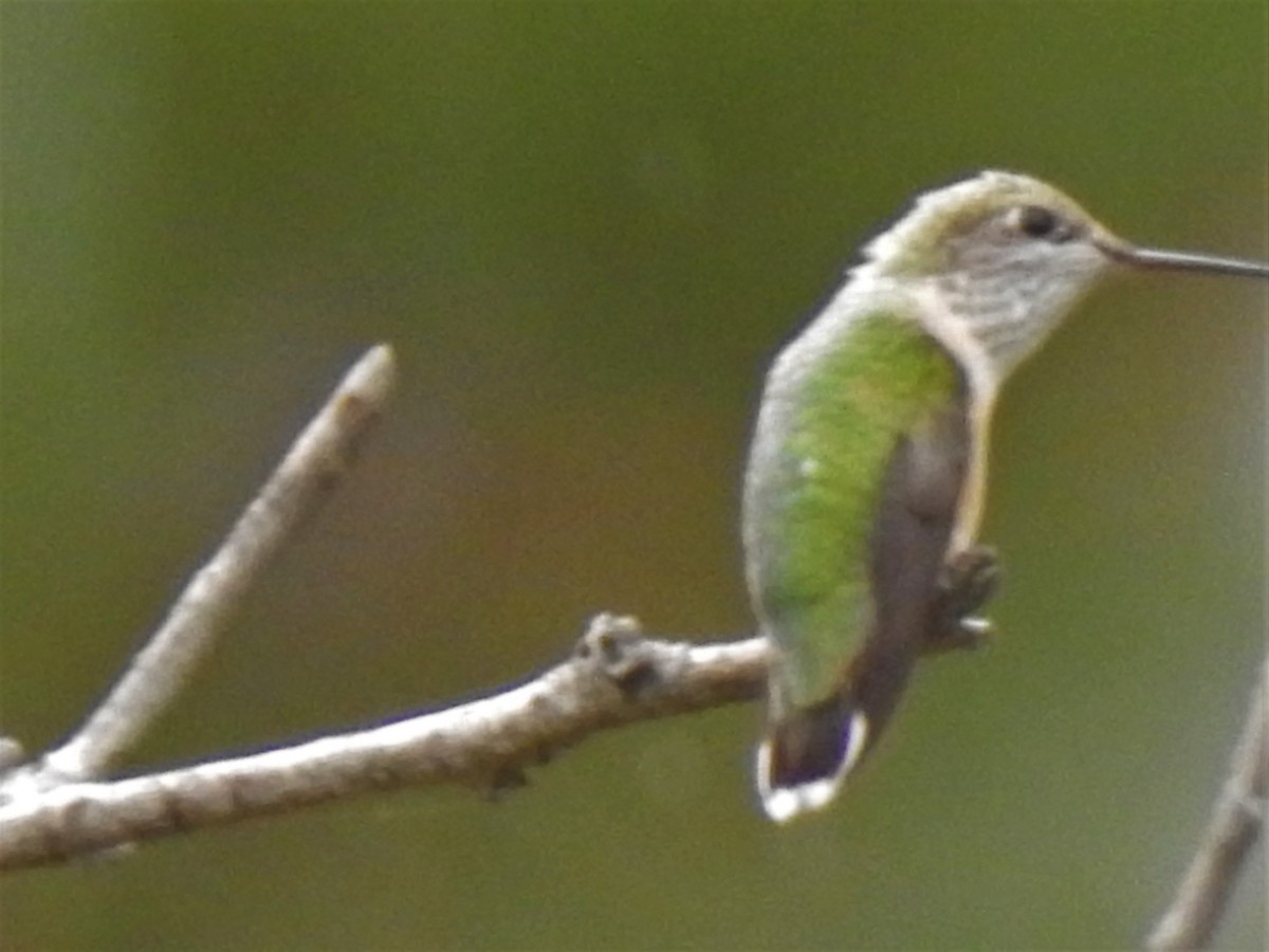Calliope Hummingbird - Dale Heinert