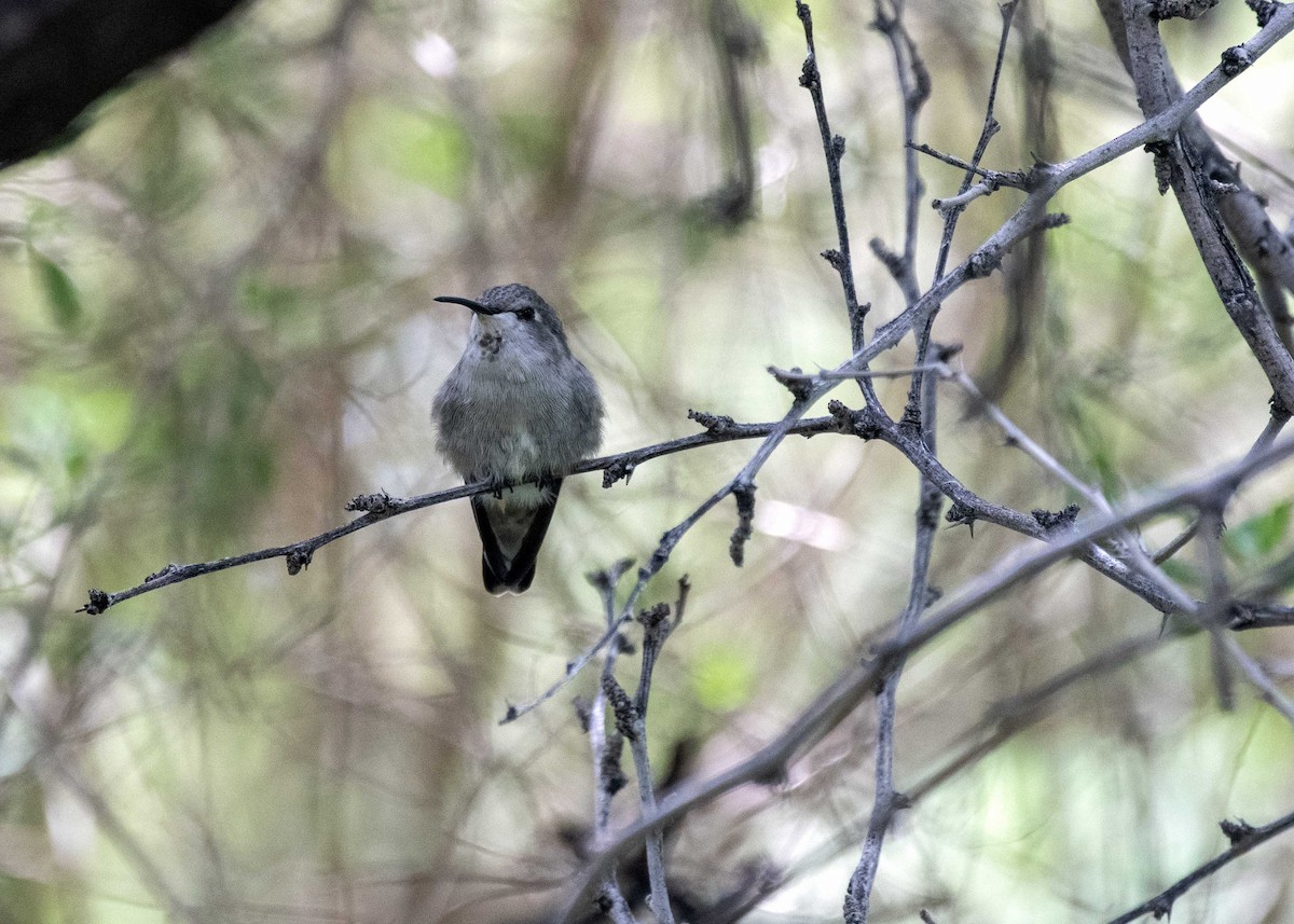 Costa's Hummingbird - ML363207611