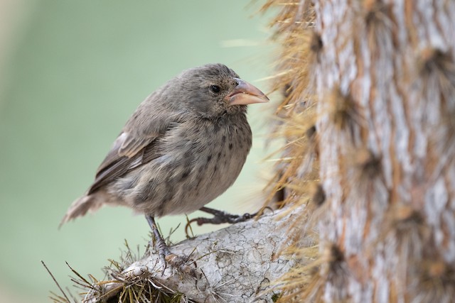 Common Cactus-Finch