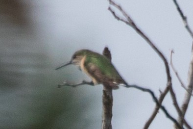 Calliope Hummingbird - ML363207841
