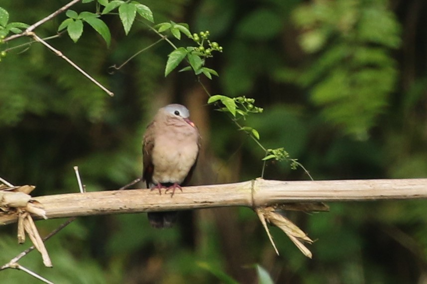 Blue-spotted Wood-Dove - ML363207911