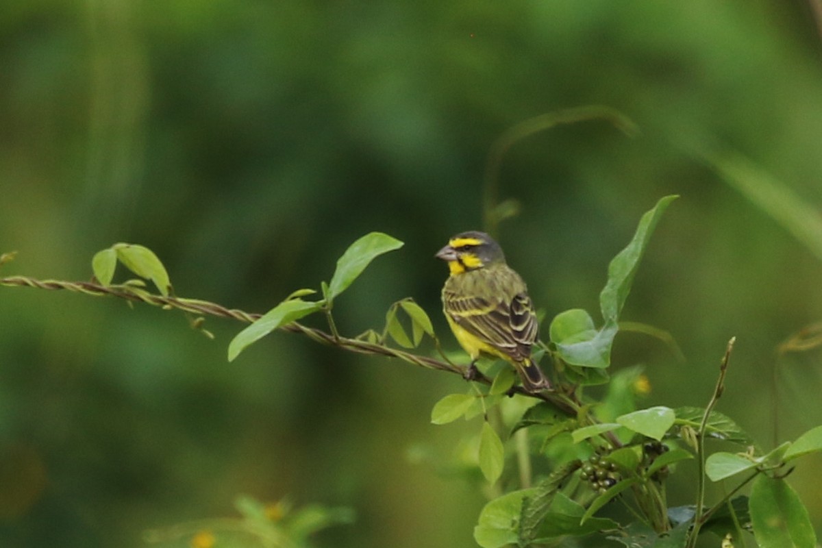 Yellow-fronted Canary - ML363208121