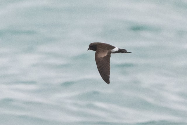 Elliot's Storm-Petrel