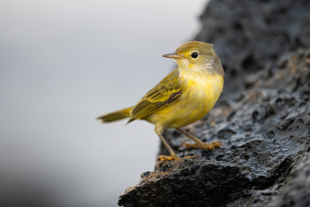 Yellow Warbler (Galapagos) - Adam Jackson