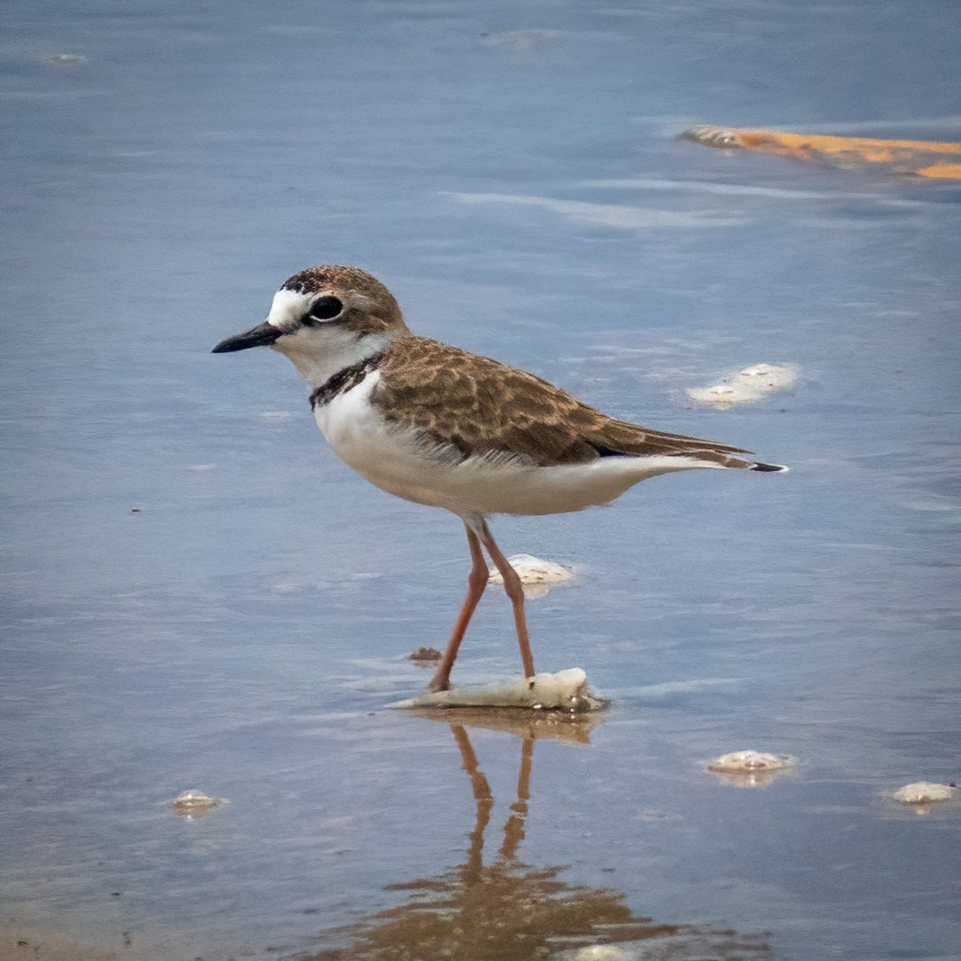 Collared Plover - ML363209371