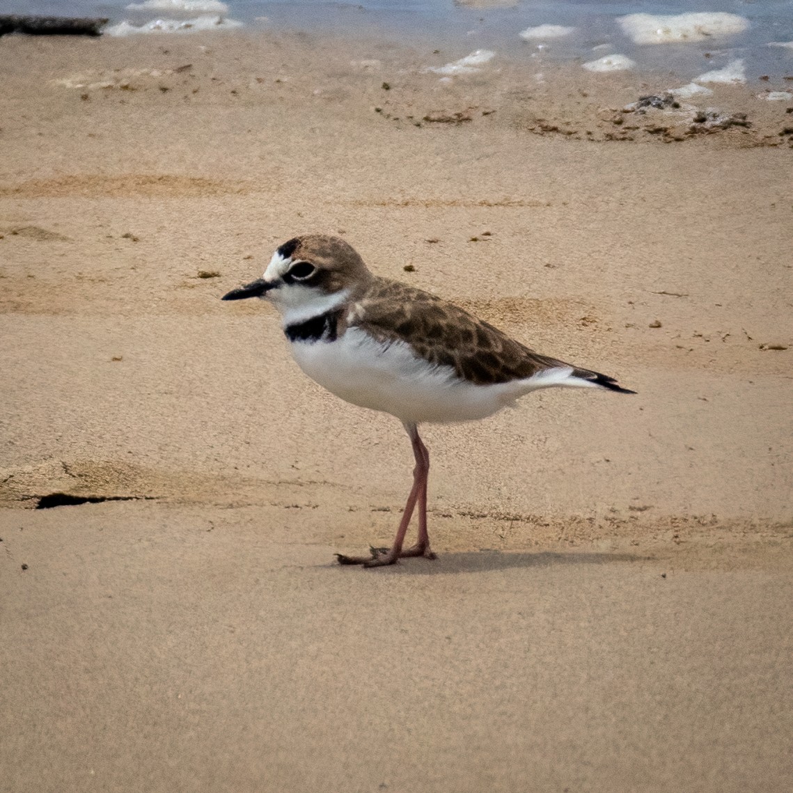 Collared Plover - ML363209451