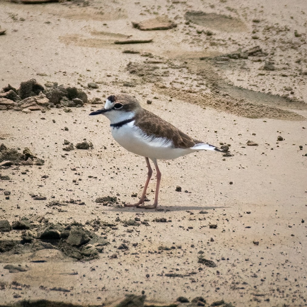 Collared Plover - ML363209491