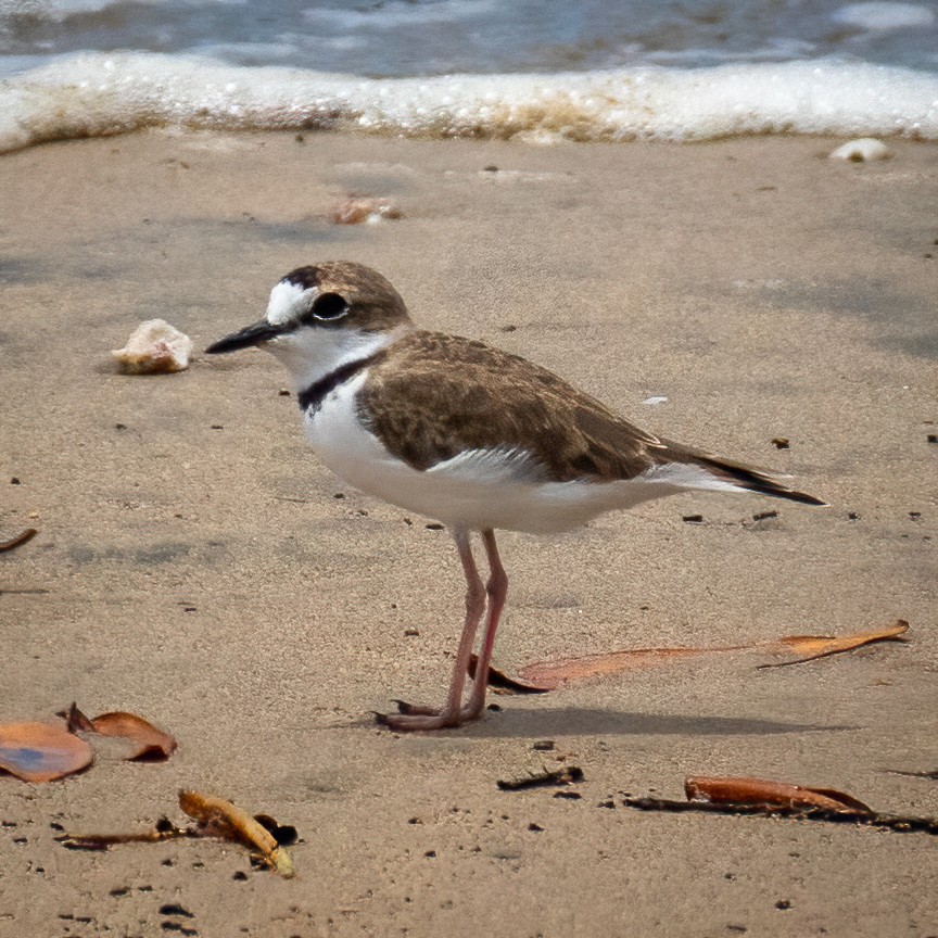 Collared Plover - ML363209541