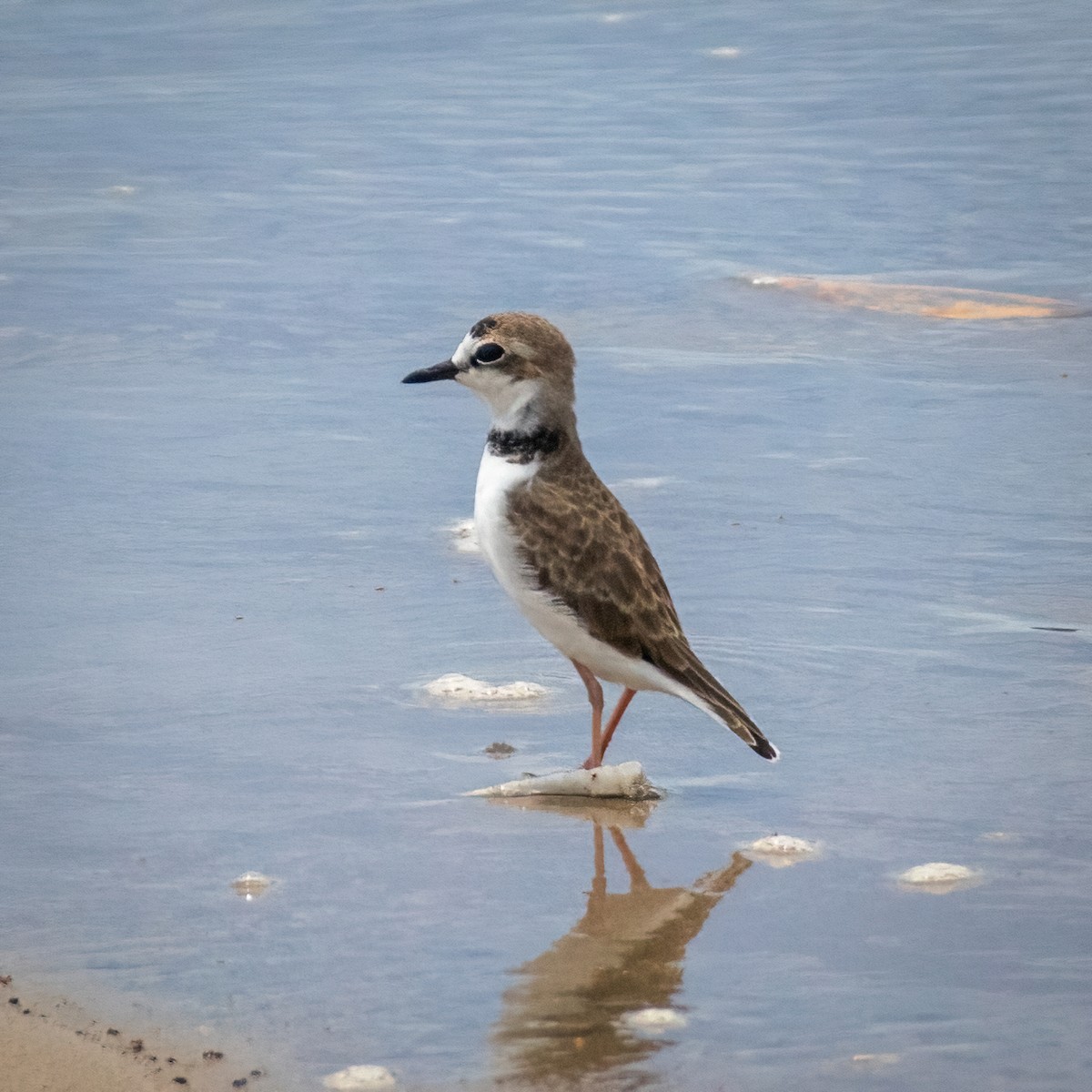 Collared Plover - ML363209581