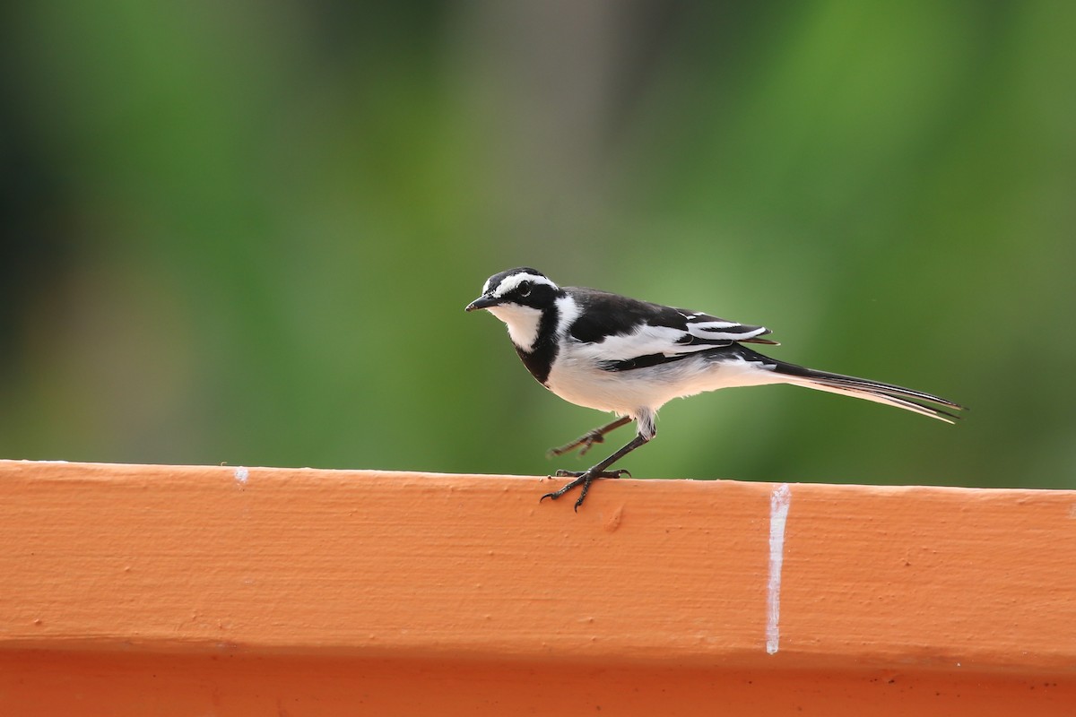 African Pied Wagtail - ML363210381