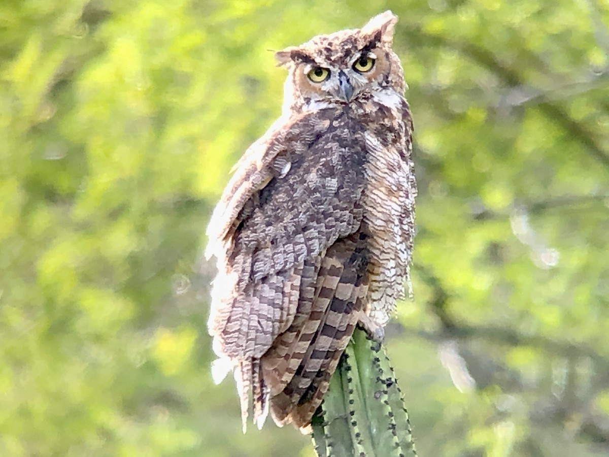 Great Horned Owl - ML363212941