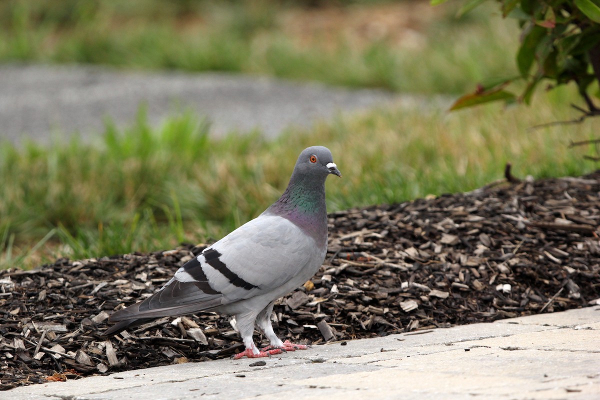 Rock Pigeon (Feral Pigeon) - ML363213411