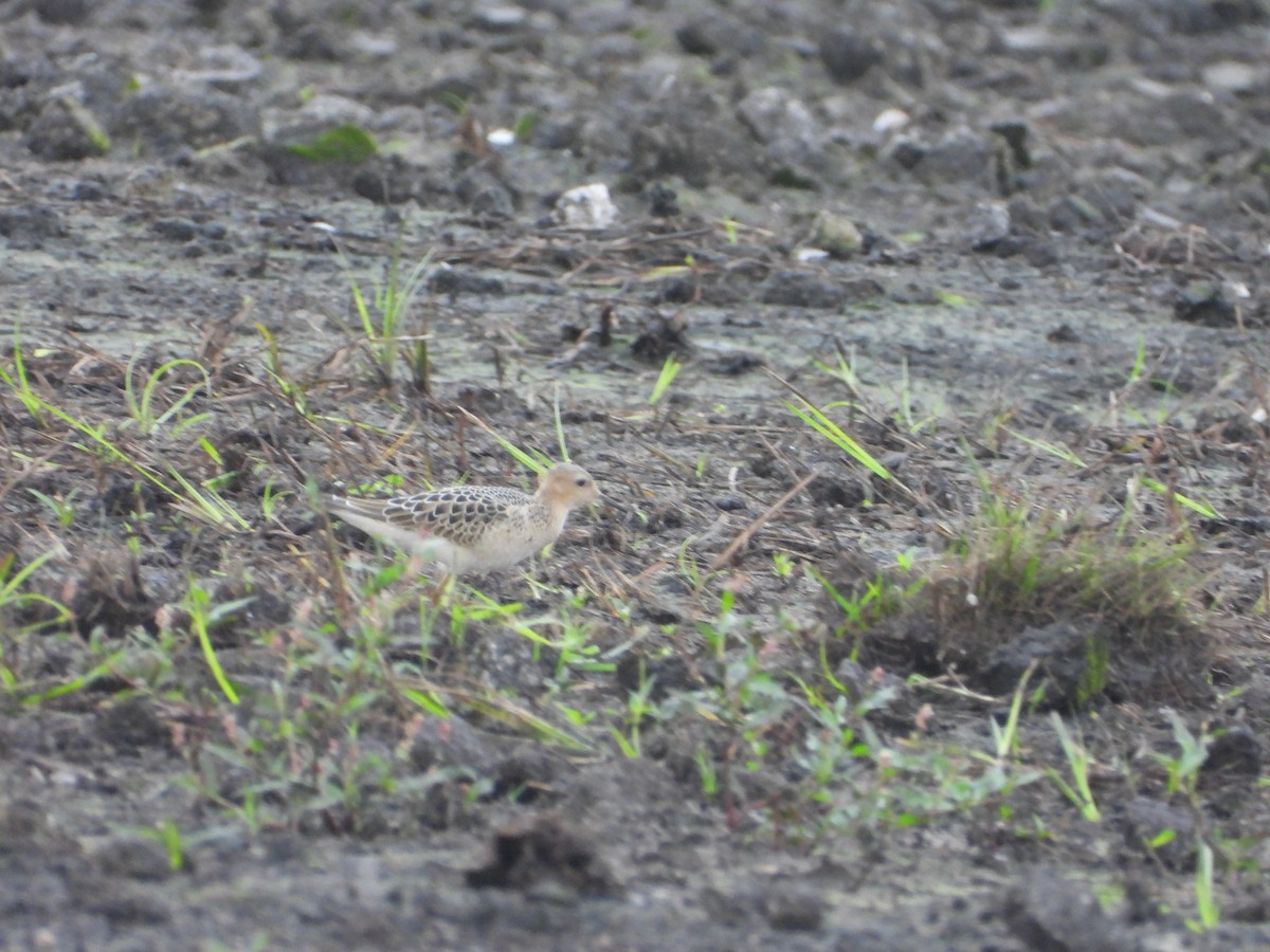Buff-breasted Sandpiper - Ben Yeasting