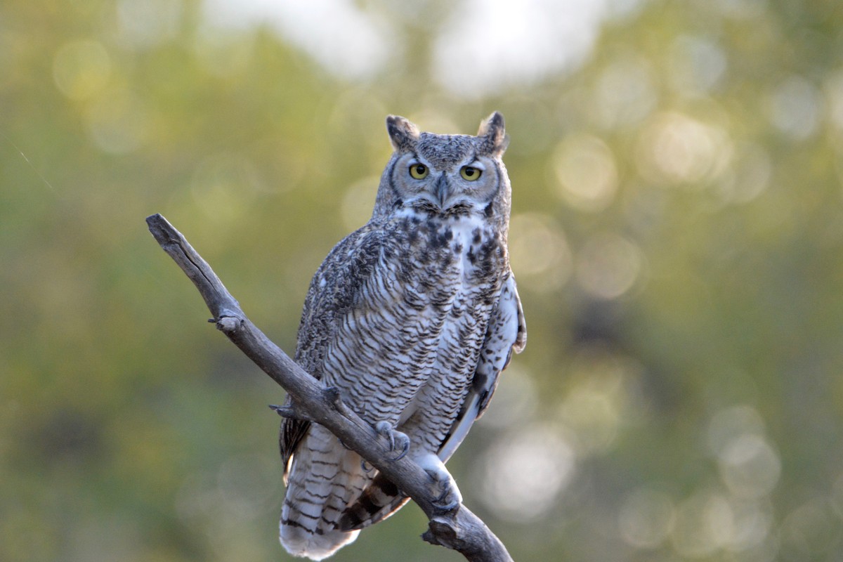 Great Horned Owl - ML36322011