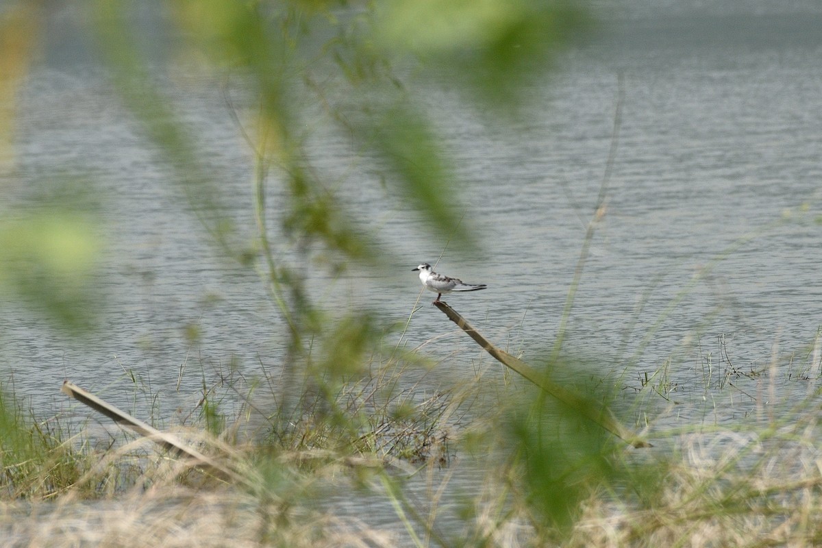White-winged Tern - Lee-Lien WANG