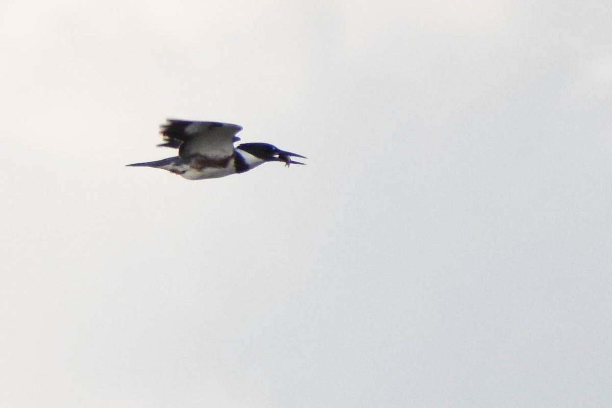 Belted Kingfisher - ML363230221