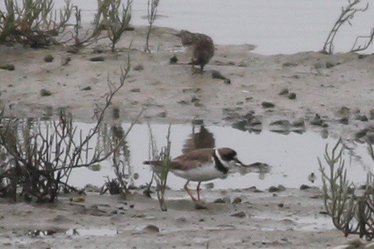 Semipalmated Plover - ML363231441