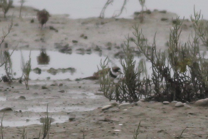 Semipalmated Plover - ML363231461