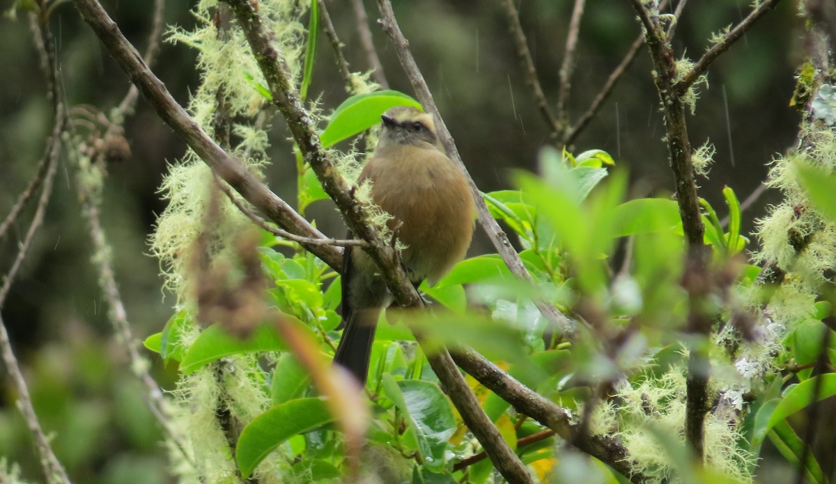 Brown-backed Chat-Tyrant - ML363231471