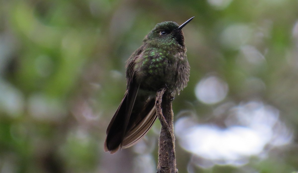 Tyrian Metaltail - Nick Bayly (SELVA)