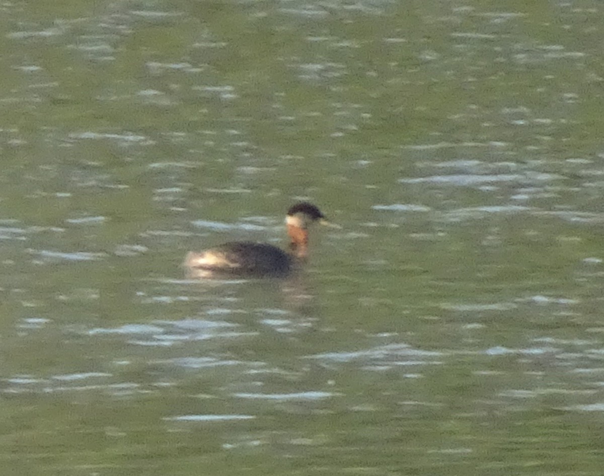 Red-necked Grebe - ML363240771