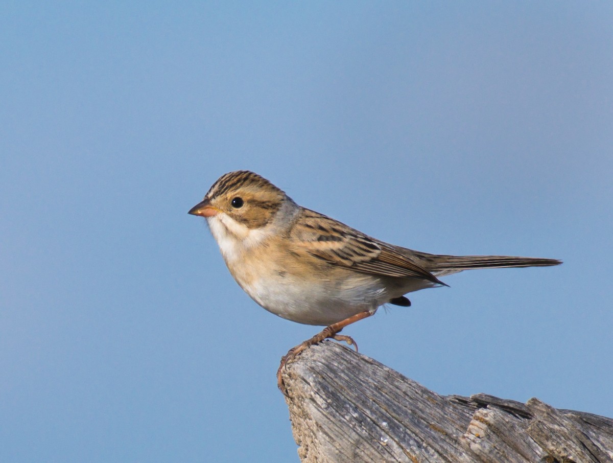 Clay-colored Sparrow - ML363244131
