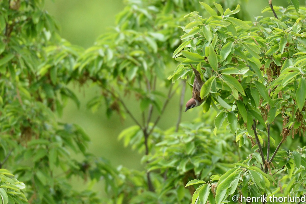 Eurasian Tree Sparrow - ML36324471