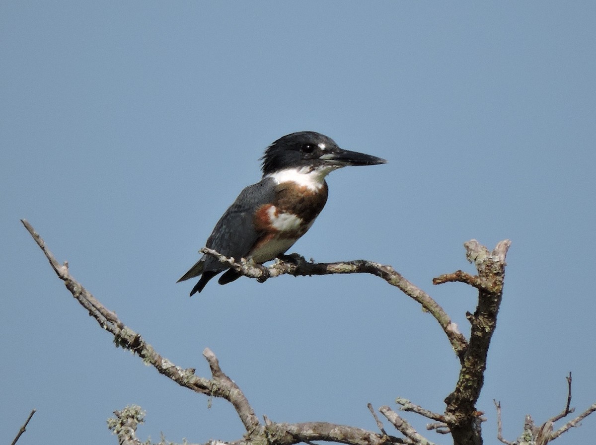 Belted Kingfisher - ML36325271