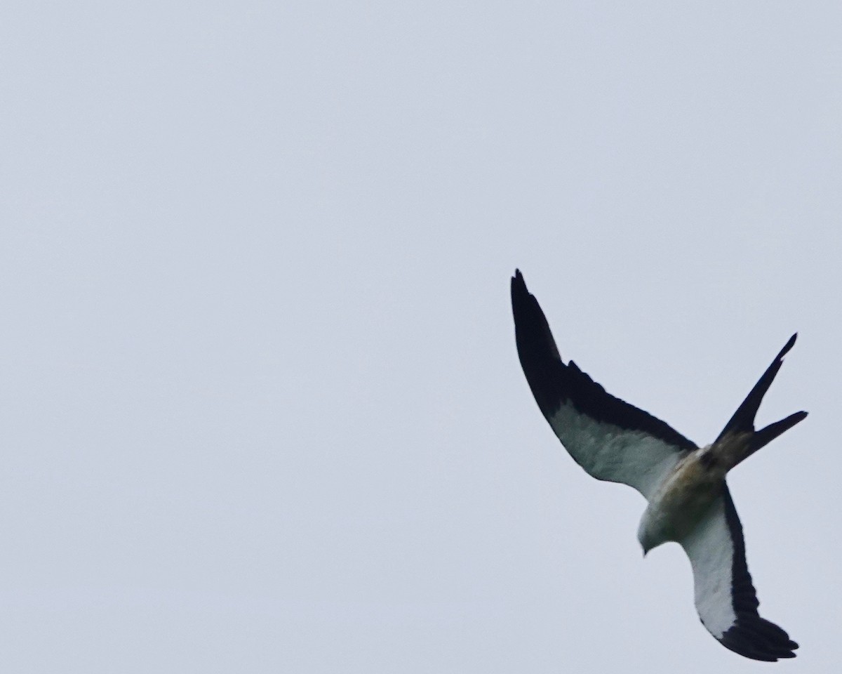 Swallow-tailed Kite - ML363264401