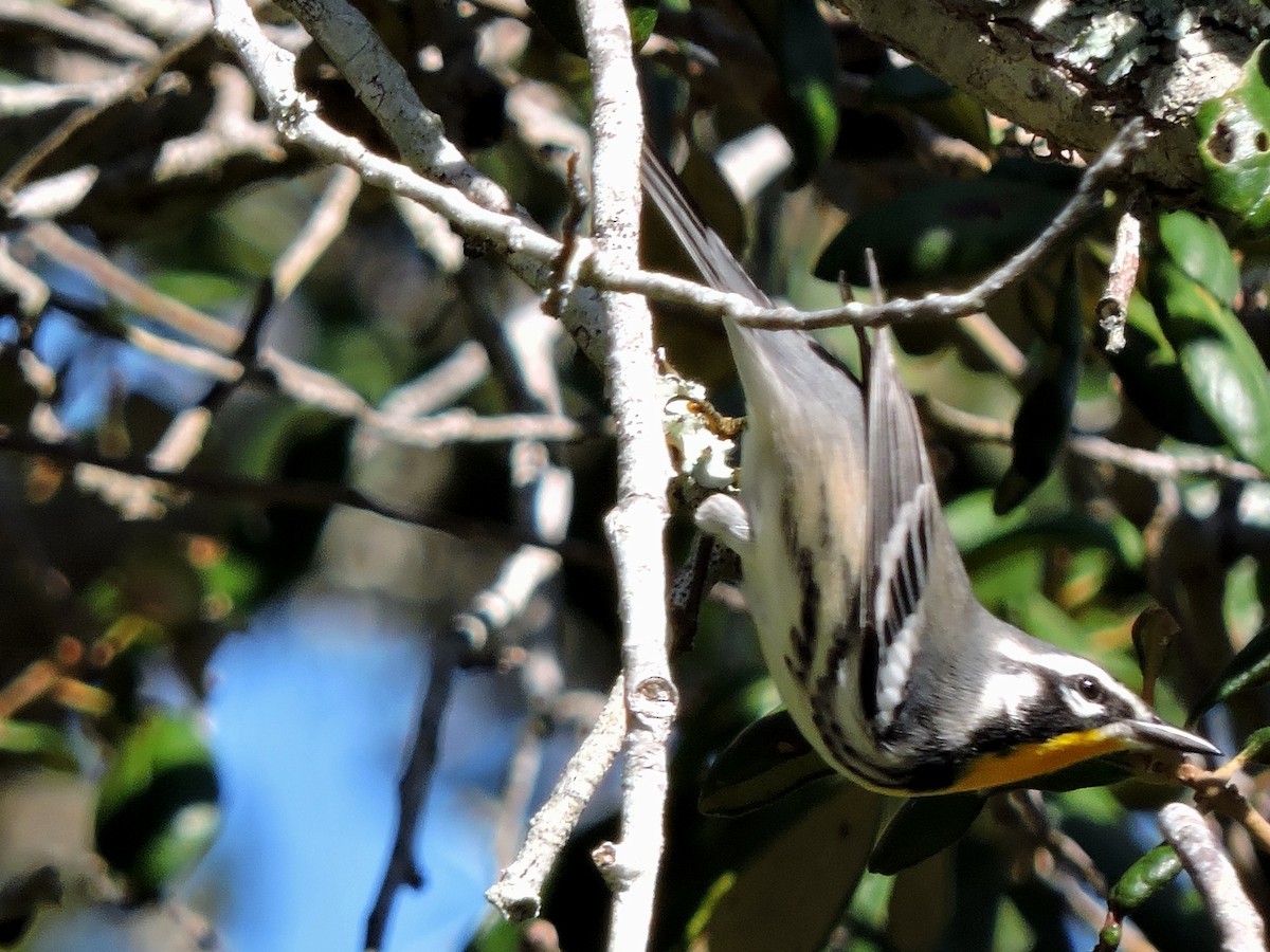 Yellow-throated Warbler - S. K.  Jones
