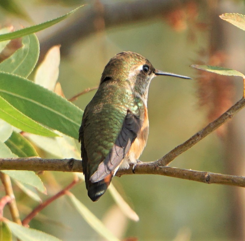 Rufous Hummingbird - J Gable